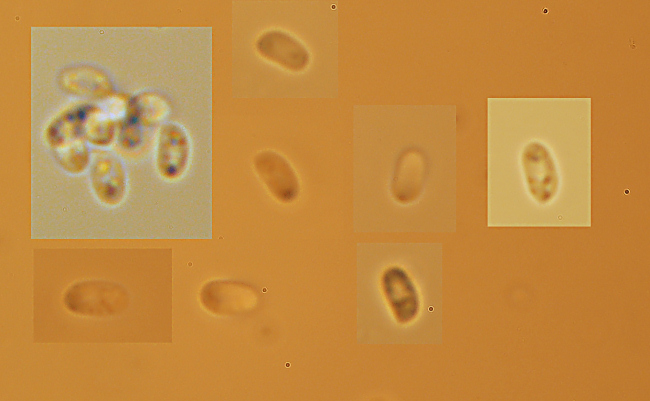 Altra crosta da det. - foto 1825 (Ceriporiopsis gilvescens)